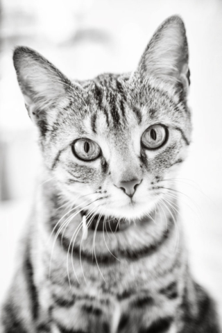 Portrait chat tigré en gros plan noir et blanc