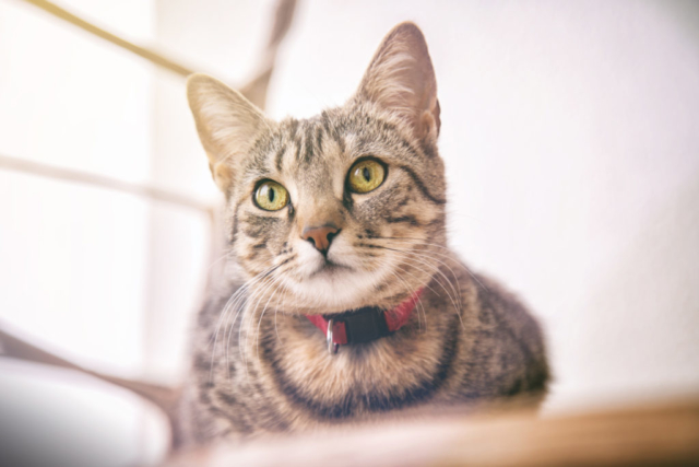 Portrait d'un chat tigré aux yeux vert avec un collier rouge devant une fenêtre