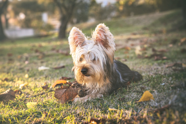 Portrait d'un chien Yorkshire en train de jouer dans le jardin avec des feuilles d'automne