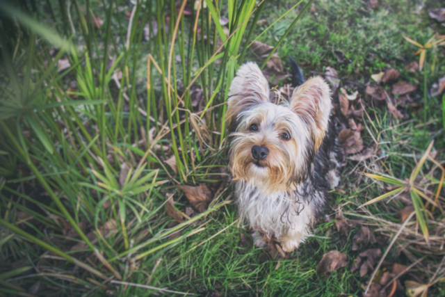 Portrait d'un petit chien Yorkshire assis dans l'herbe