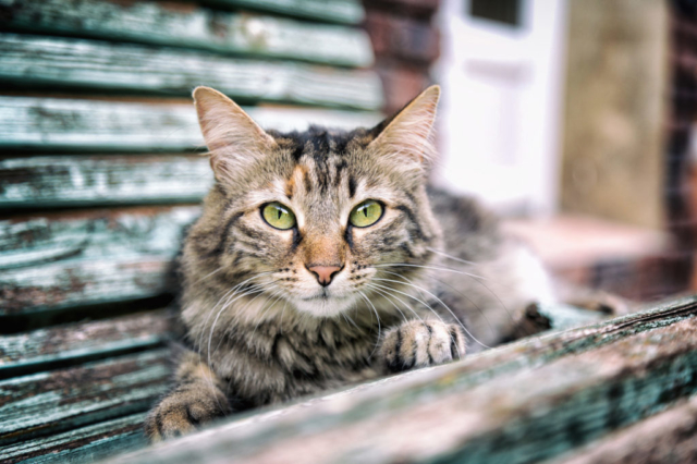 Portrait d'un chat tigré yeux verts poils longs couché sur un banc en bois vert