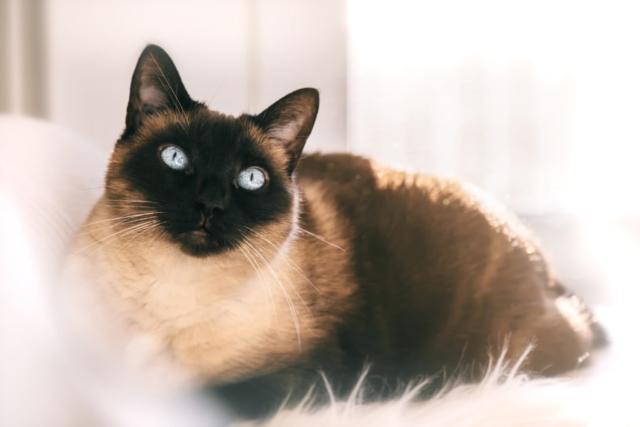 Portrait d'un chat siamois yeux bleus devant une fenêtre