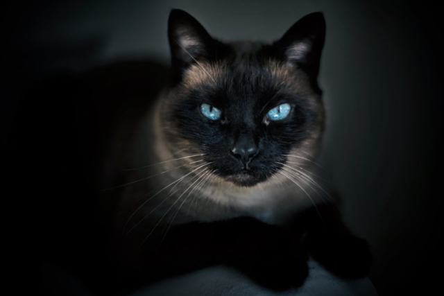 Portrait d'un chat siamois aux yeux bleus sur fond noir