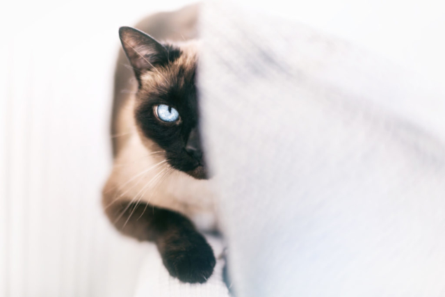 Portrait d'un chat siamois aux yeux bleus caché derrière un coussin blanc