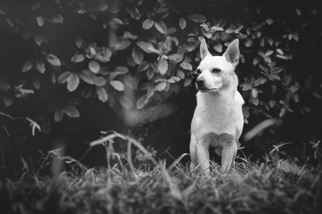 Portrait d'un chien Jack Russel dans un jardin en noir et blanc
