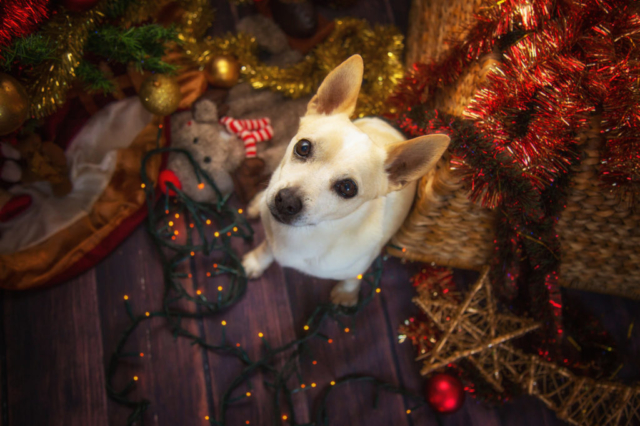 Portrait d'un petit chien jack russel assis au milieu des guirlandes de noël