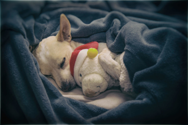 Portrait d'un chien Jack Russel en train de dormir avec son doudou pour noël