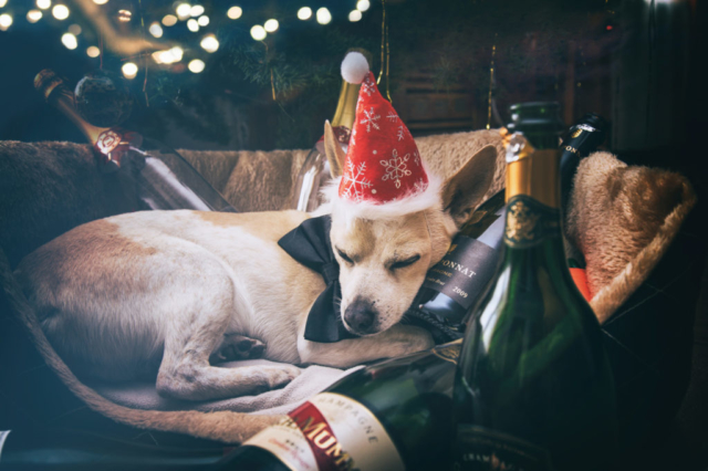 Portrait d'un chien jack Russel endormi dans son panier après avoir fait la fête le jour de noël avec des bouteilles de Champagne