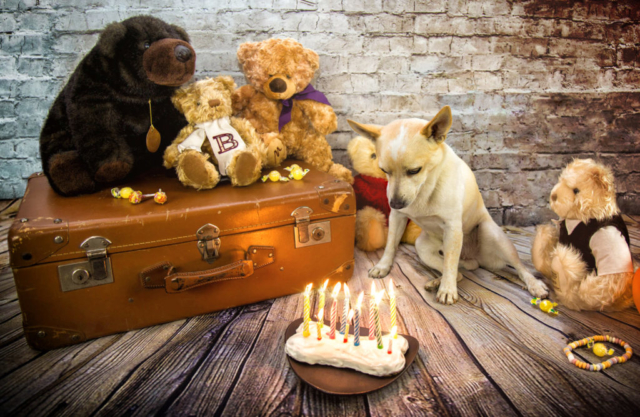 Portrait d'un chien Jack Russel en train de souffler les bougies de son gâteau d'anniversaire avec ses amis peluches