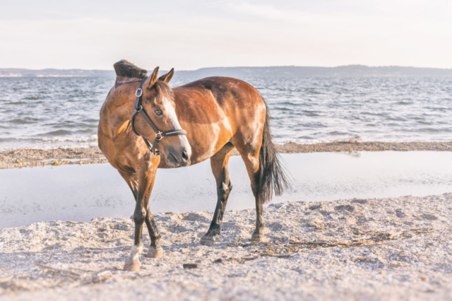 Portrait d'un cheval jument marron roux au bord de l'eau