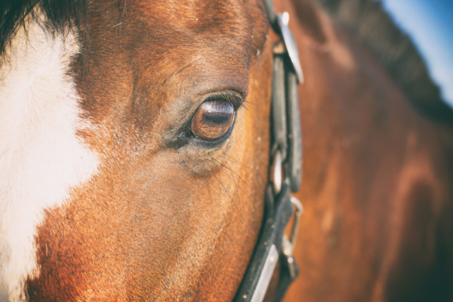 Portrait gros plan sur l'oeil d'un cheval marron roux