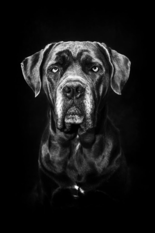 Portrait d'un chien cane corso en studio noir et blanc