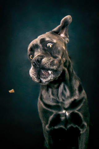 Portrait de chien Cane Corso gris en train d'attraper une croquette au vol