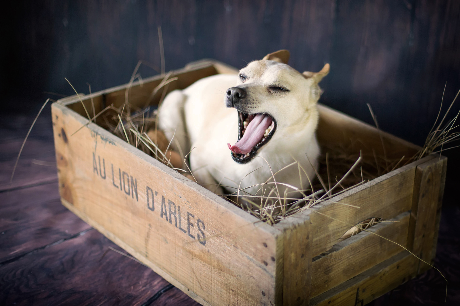 Portrait d'un chien Jack Russel en studio en train de bailler dans une caisse de foin
